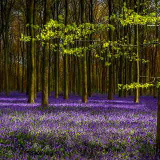 Spring forest and flowers wallpaper