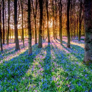 Spring forest and flowers wallpaper
