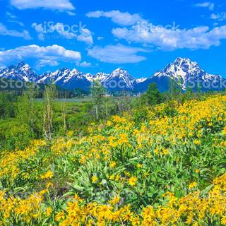 Spring Teton National Park wallpaper