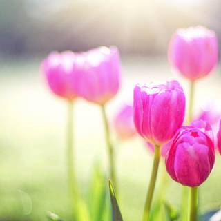 Clean spring wallpaper