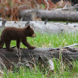 Spring Teton National Park wallpaper