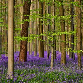 Spring forest and flowers wallpaper