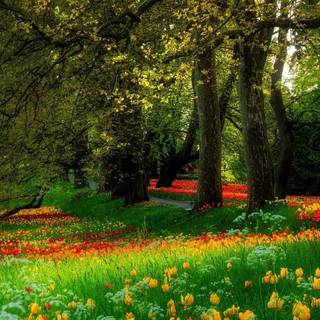 Spring forest and flowers wallpaper