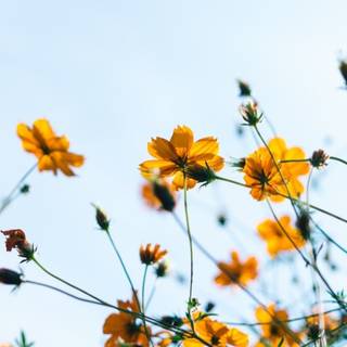 Clean spring wallpaper