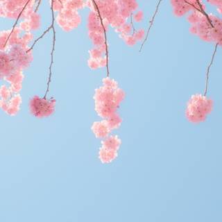 Clean spring wallpaper