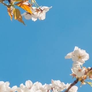 Clean spring wallpaper