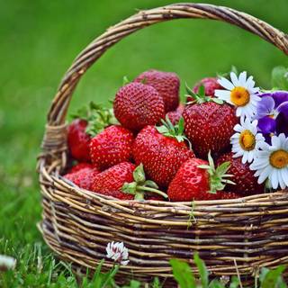 Spring basket wallpaper