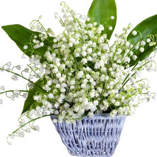 Spring basket wallpaper