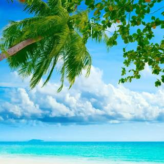 Nature summertime wallpaper