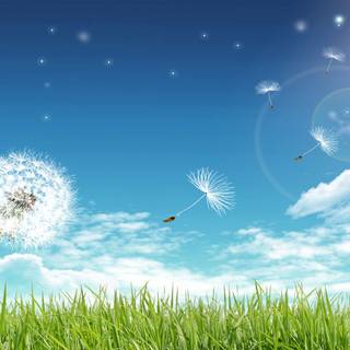 Nature summertime wallpaper