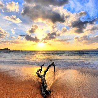 Nature summertime wallpaper