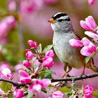 Spring animals and flowers wallpaper