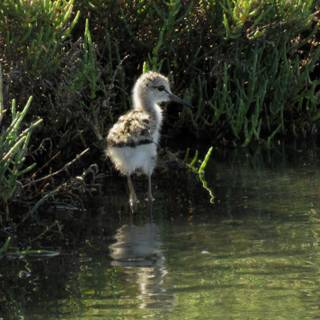 Nature summertime wallpaper