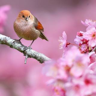 Spring animals and flowers wallpaper