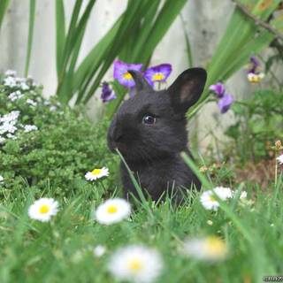 Spring animals and flowers wallpaper