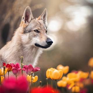 Spring animals and flowers wallpaper