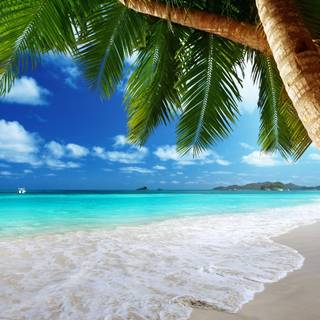 Nature summertime wallpaper