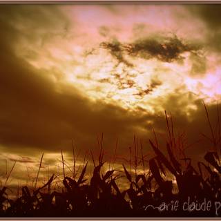 Nature summertime wallpaper