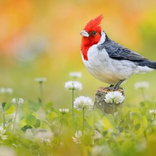 Spring animals and flowers wallpaper