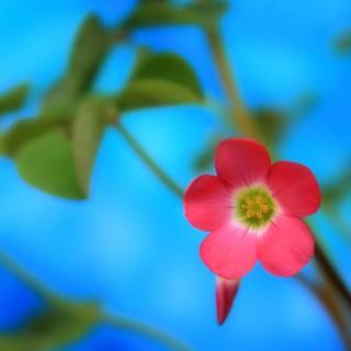 Spring animals and flowers wallpaper