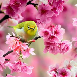 Spring animals and flowers wallpaper