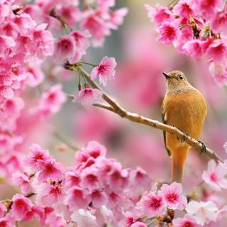Spring animals and flowers wallpaper