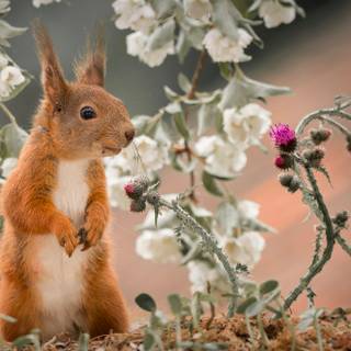 Spring animals and flowers wallpaper