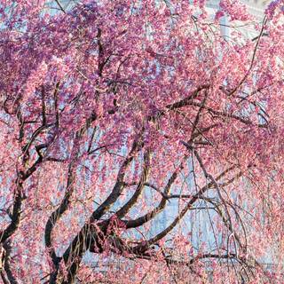 Spring Japan mobile wallpaper