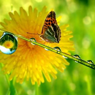 Spring animals and flowers wallpaper