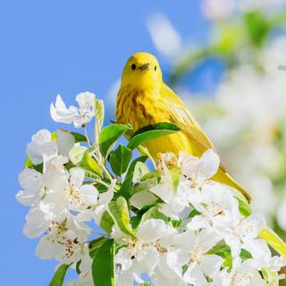 Spring animals and flowers wallpaper