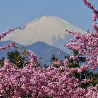 Mountain sakura wallpaper