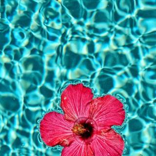 Vibrant summer aesthetic wallpaper