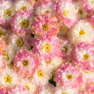 Pastel flowers spring wallpaper