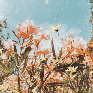 Aesthetic iPhone spring wallpaper