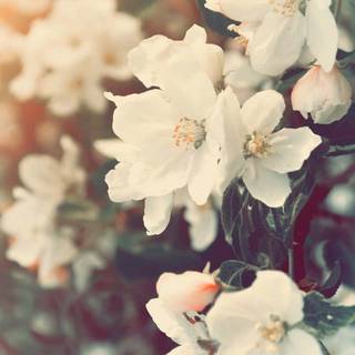 Aesthetic iPhone spring wallpaper