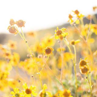 Aesthetic iPhone spring wallpaper