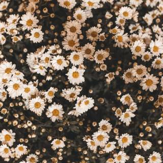 Aesthetic iPhone spring wallpaper