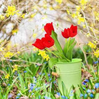 Plants spring wallpaper