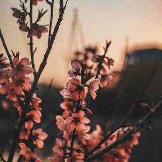 Aesthetic iPhone spring wallpaper