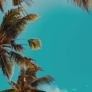 Summer palm tree desktop wallpaper