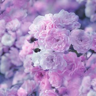 Pastel flowers spring wallpaper