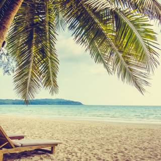 Summer palm tree desktop wallpaper