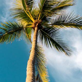 Summer palm tree desktop wallpaper