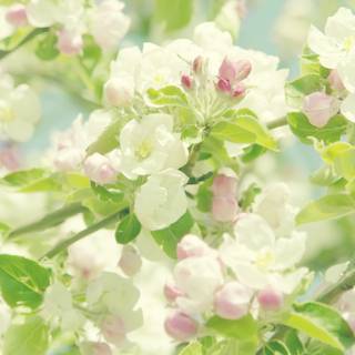Pastel flowers spring wallpaper