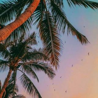 Summer palm wallpaper