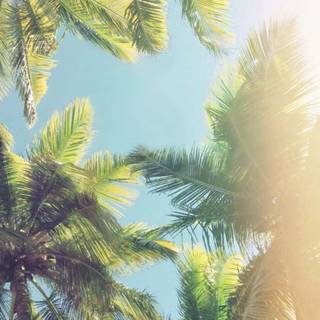 Summer palm wallpaper