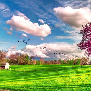 Spring panoramic wallpaper