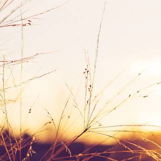 Summer rustic iPhone wallpaper