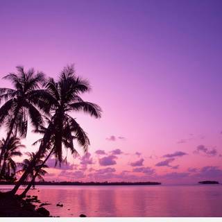 Sunset pink summer wallpaper