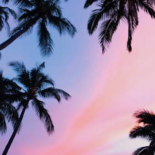 Sunset pink summer wallpaper